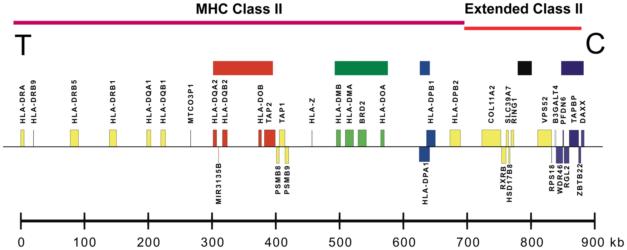 A map of the MHC class II and extended class II regions of chromosome 6p21.