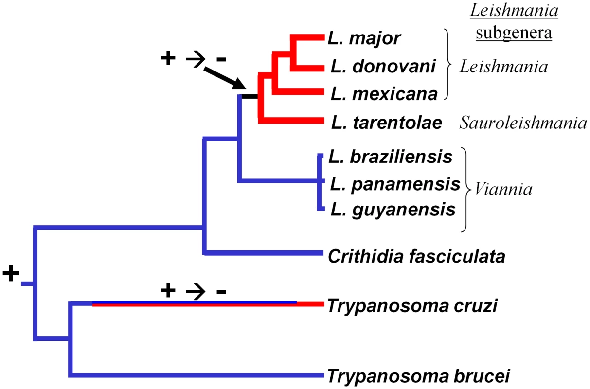 Retention and loss of RNAi machinery and activity during trypanosomatid evolution.