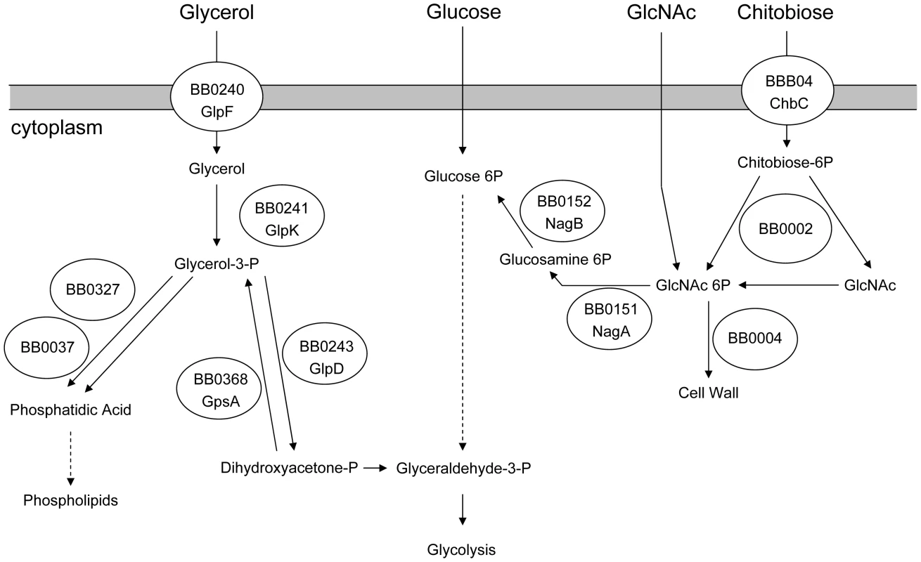 Predicted carbohydrate utilization pathways in <i>B. burgdorferi</i>.