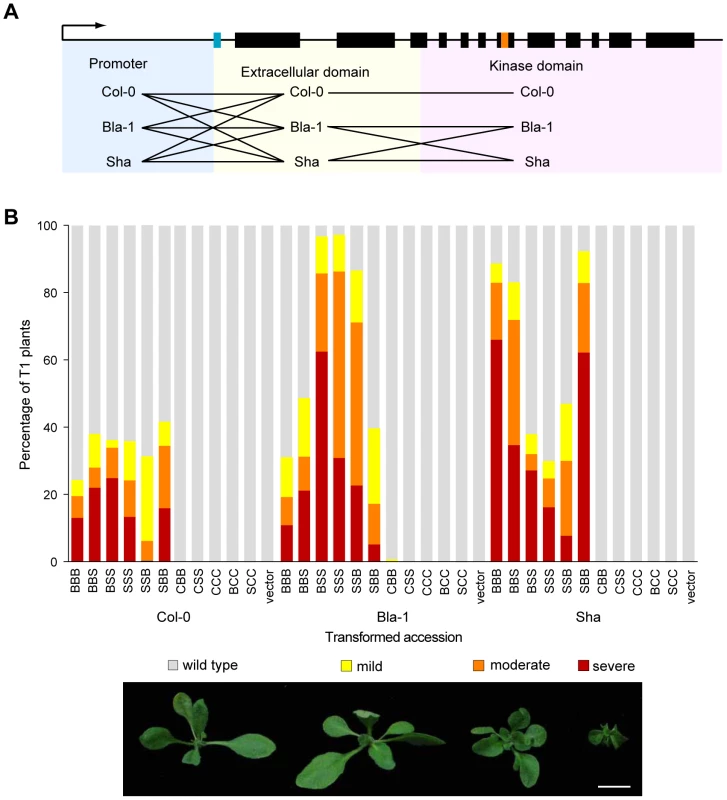 Contribution of both the <i>OAK</i> promoter and extracellular domain to outgrowths.