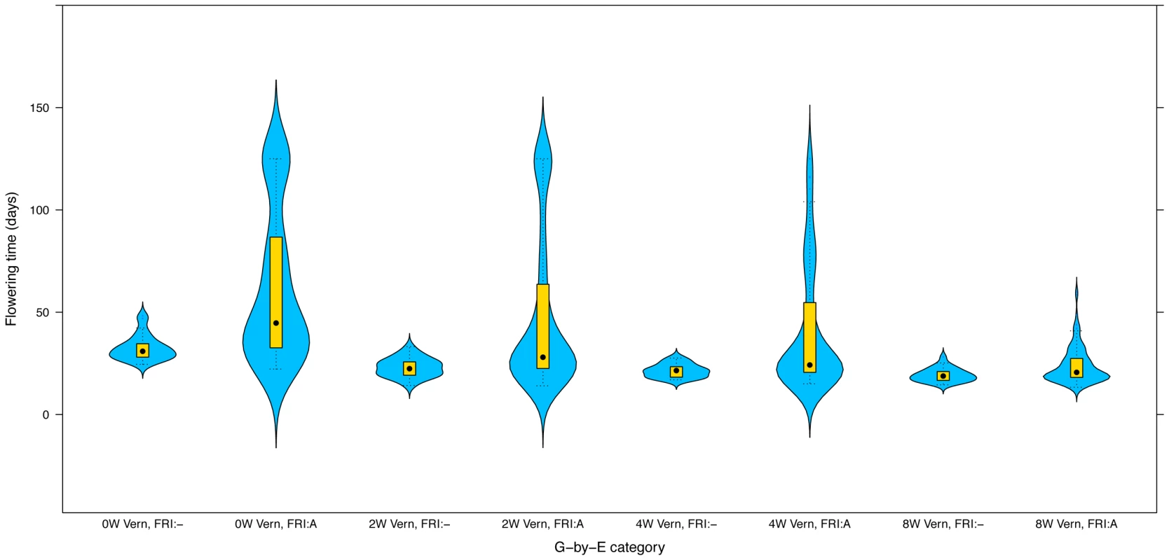 The effect of the <i>FRI</i>  Vernalization interaction on flowering-time in <i>Arabidopsis thaliana</i><b>.</b>