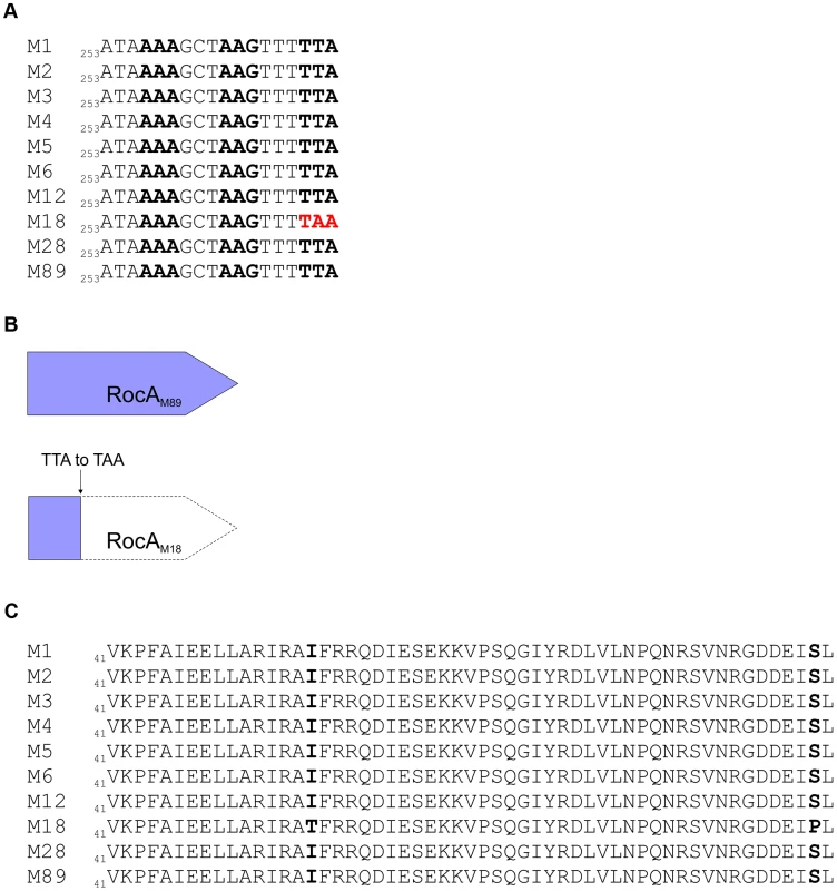 Identification of unique serotype M18 specific mutations in regulators RocA and CovR.