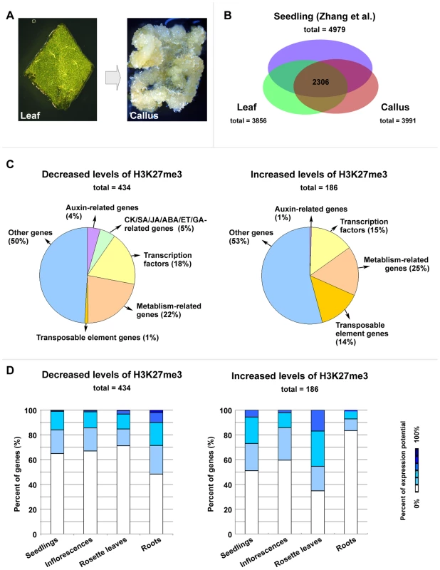 ChIP–chip analysis to identify genes with changes in the H3K27me3 levels between leaf and callus.