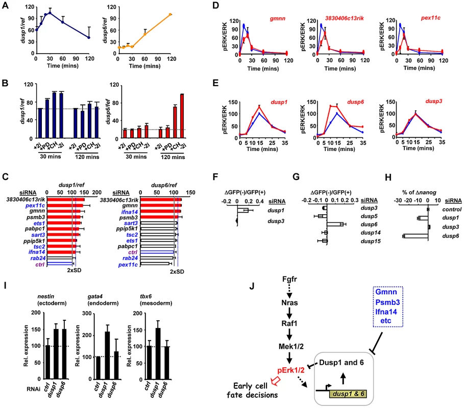 The regulation of Dusp1 and Dusp6 activity and ES cell differentiation.