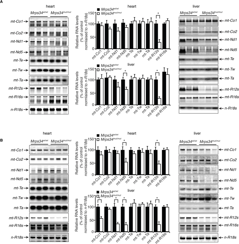 Decreased MRPS34 affects the stability of the 12S rRNA and specific mitochondrial mRNAs.