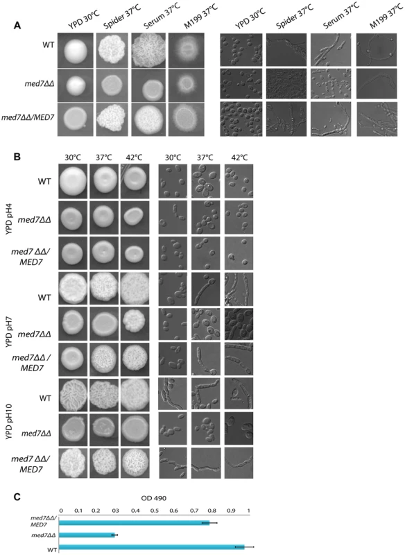 Med7 is required for hyphal development in <i>C. albicans</i>.