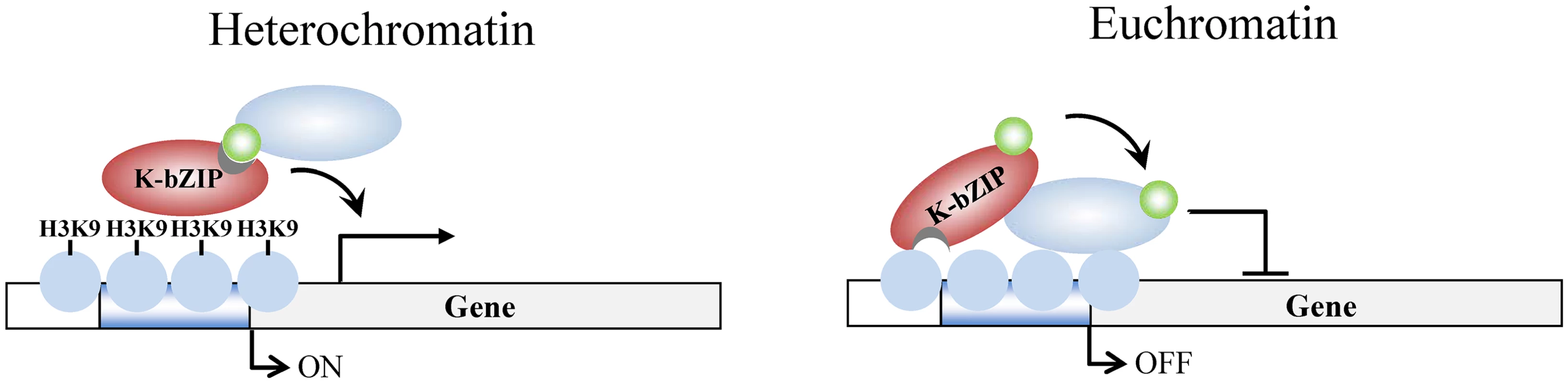 Model of K-bZIP regulation of viral gene expression in heterochromatin and euchromatin regions of the KSHV genome during reactivation.