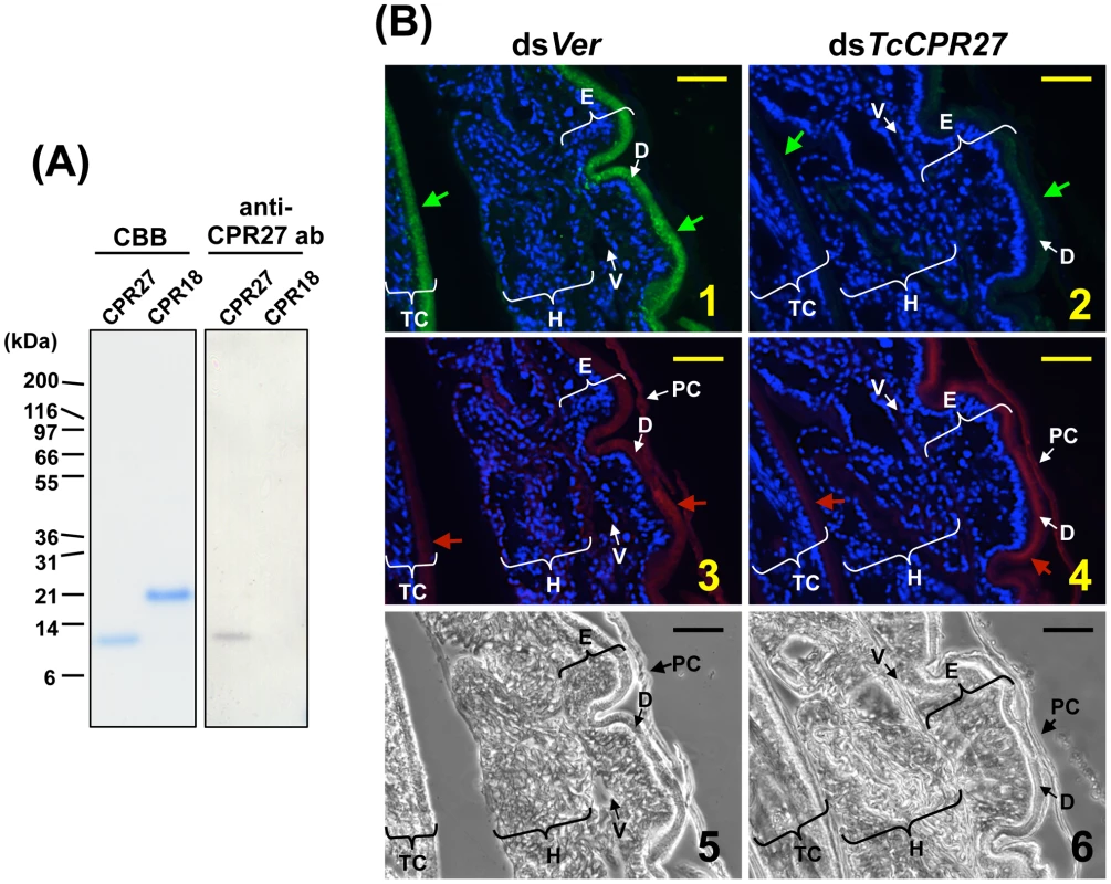 Immunolocalization of TcCPR27 in elytral cuticle.