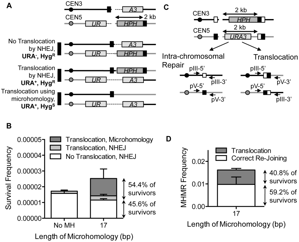 MHMR stimulates HO break-induced chromosomal translocations.