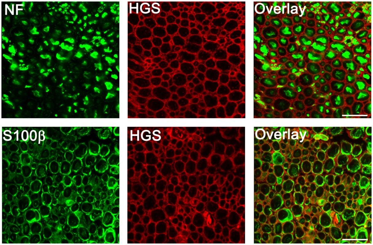Distribution of HGS in sciatic nerves of 4-week-old <i>Hgs</i><sup><i>+/+</i></sup>mice.