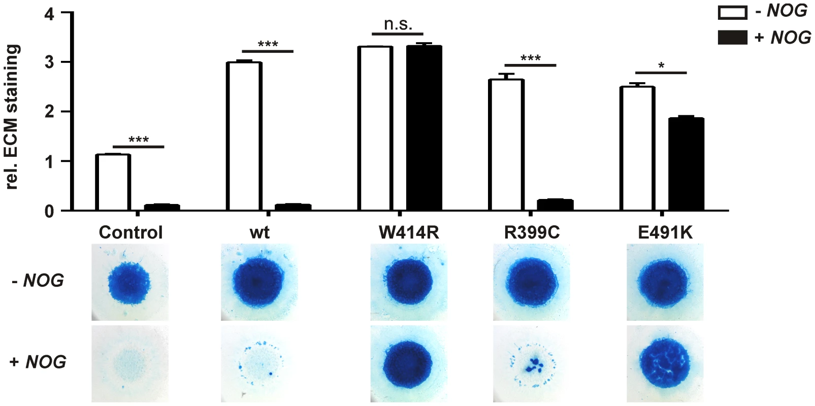 GDF5<sup>W414R</sup> is resistant towards inhibition by NOG in chicken micromass cultures.