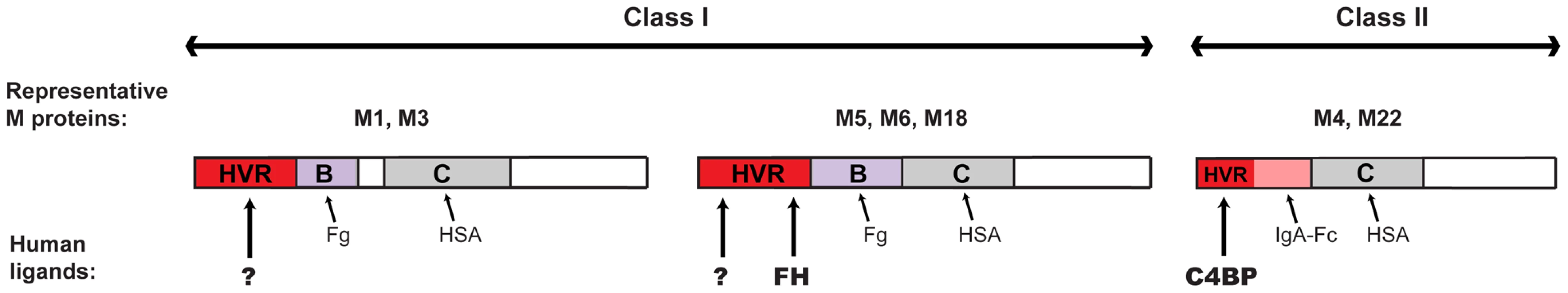 Binding of human proteins to M proteins, with focus on the HVR.