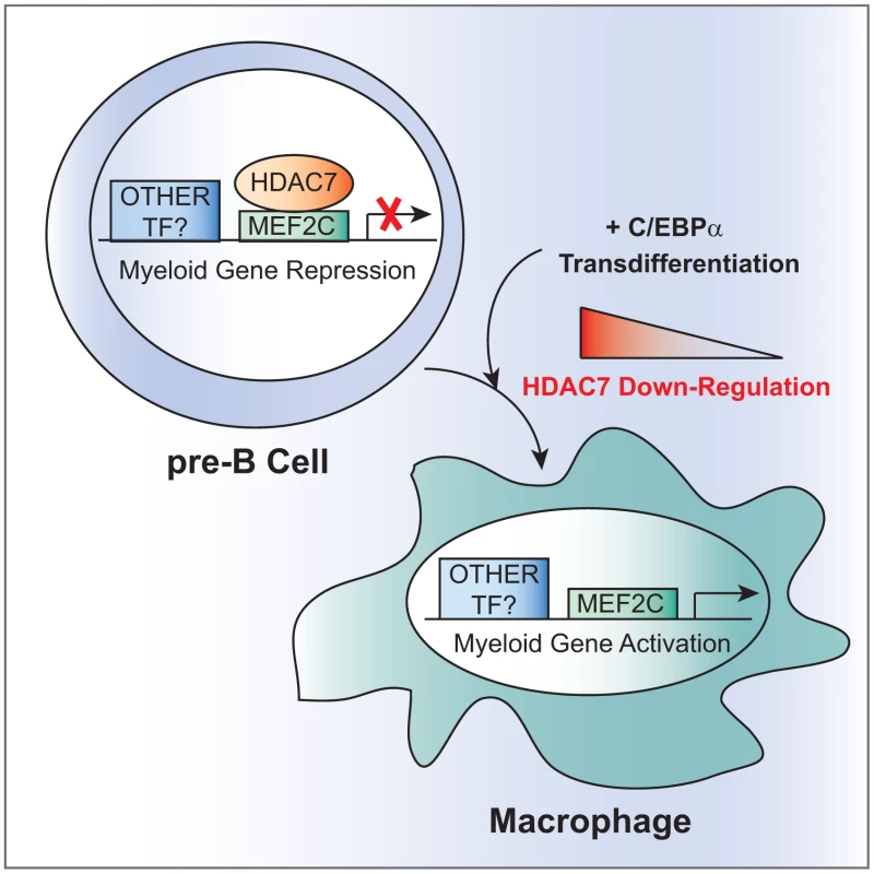Model for HDAC7-mediated transcriptional repression in pre-B cells.