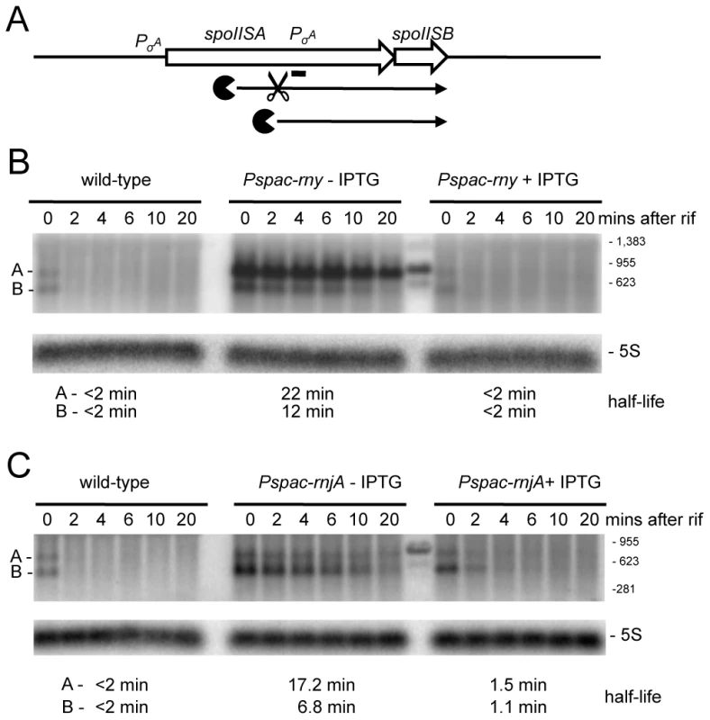 Degradation of the <i>spoIISAB</i> mRNA depends on both RNase Y and J1.