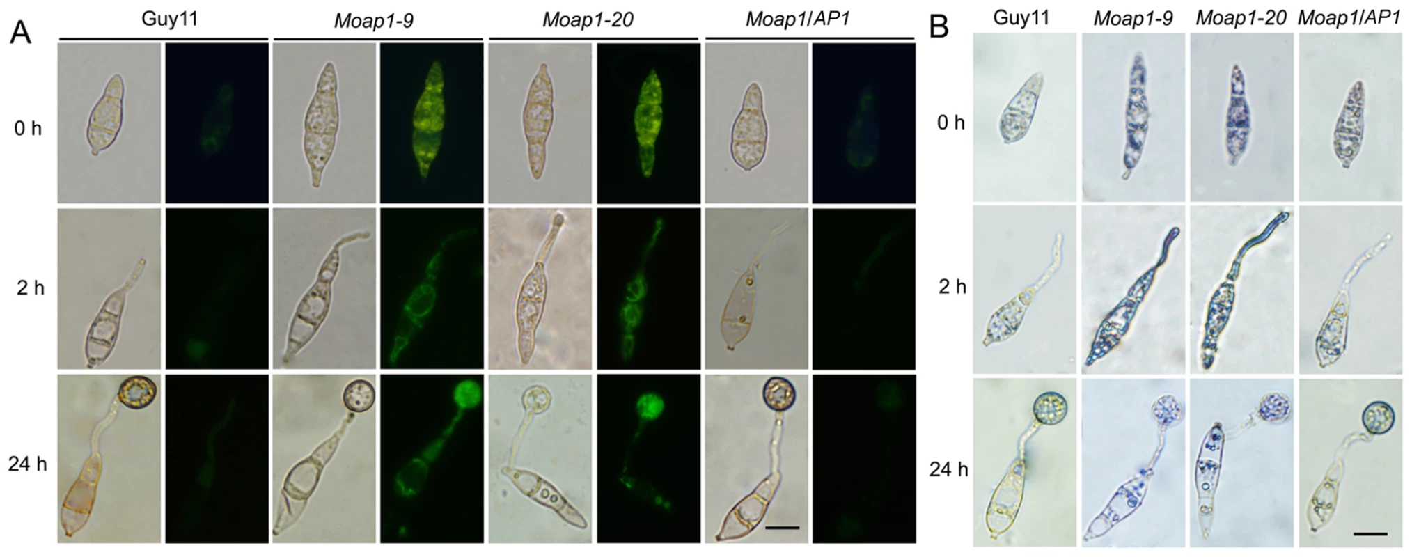The ROS accumulation is compromised in the <i>Moap1</i> mutant during infection.