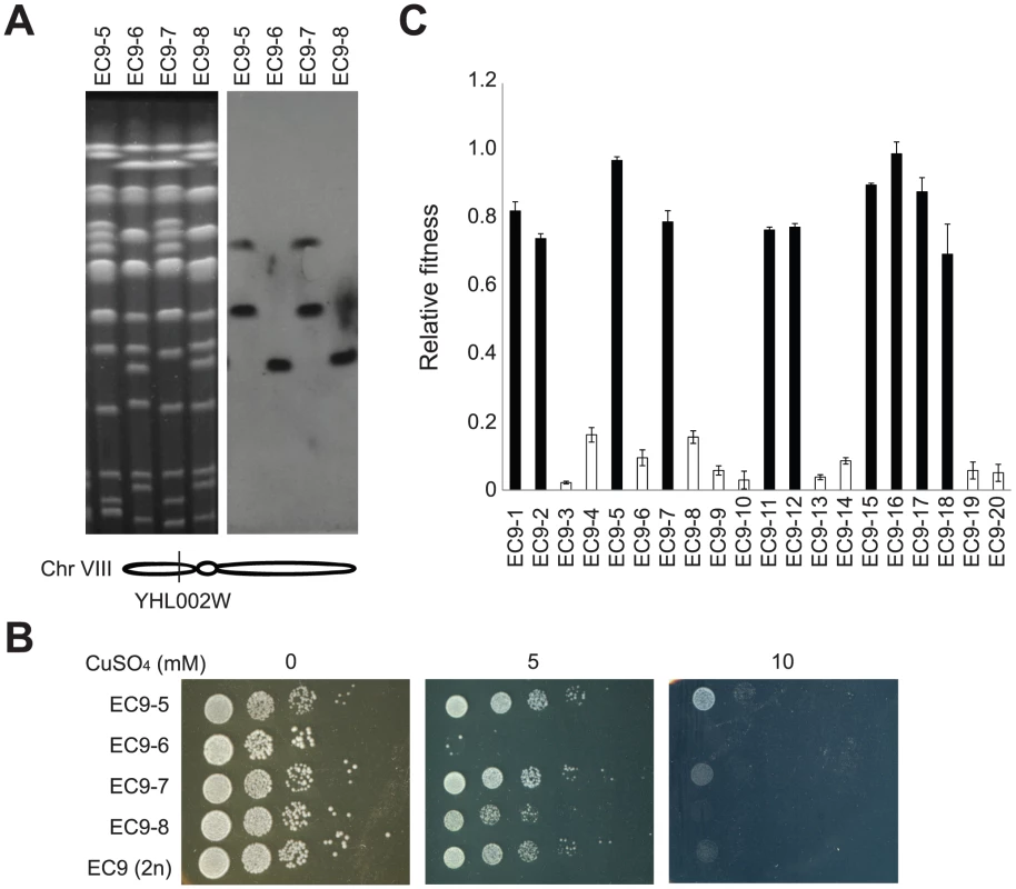 Haploid segregants of EC9 carrying rearranged chromosomes are more tolerant to copper.