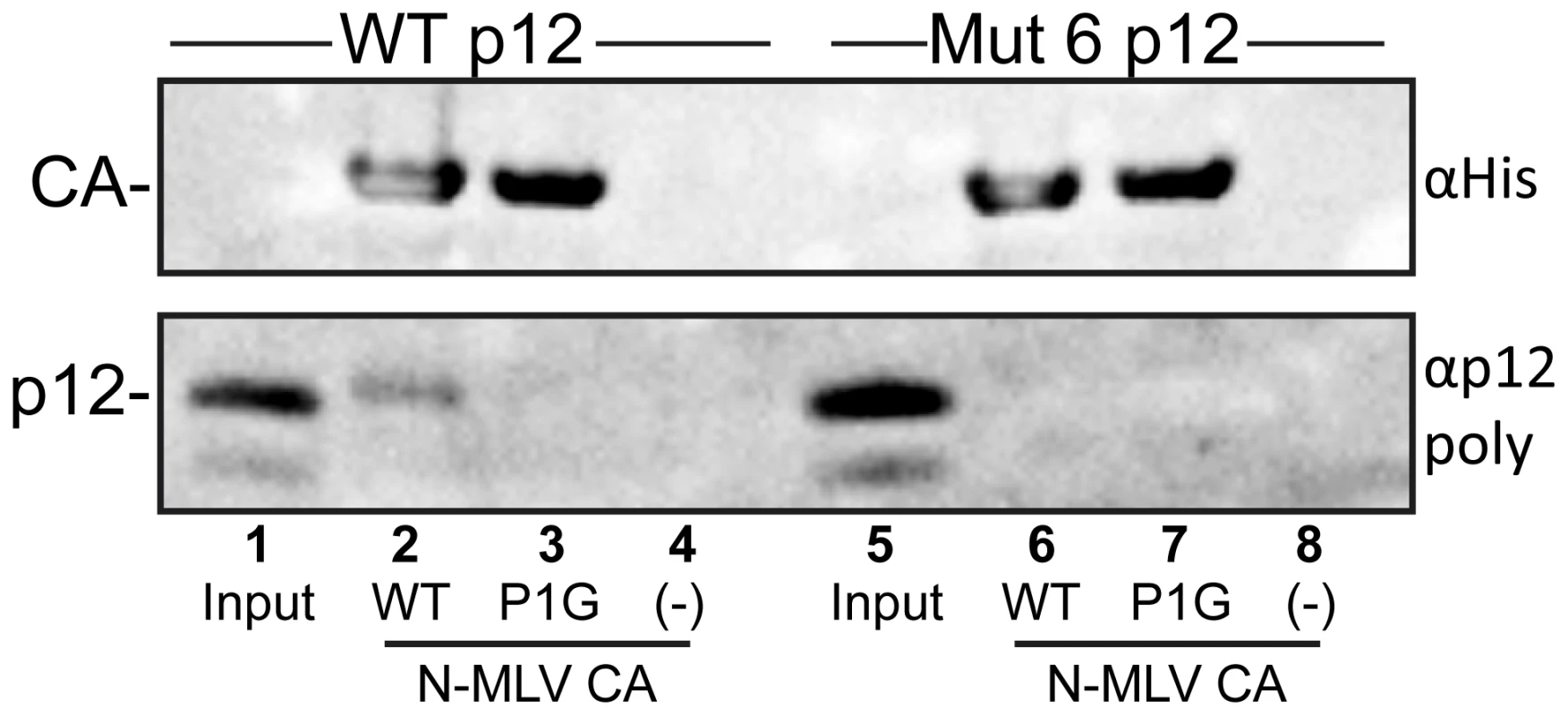 Binding of purified p12 to N-MLV CA-coated lipid nanotubes.