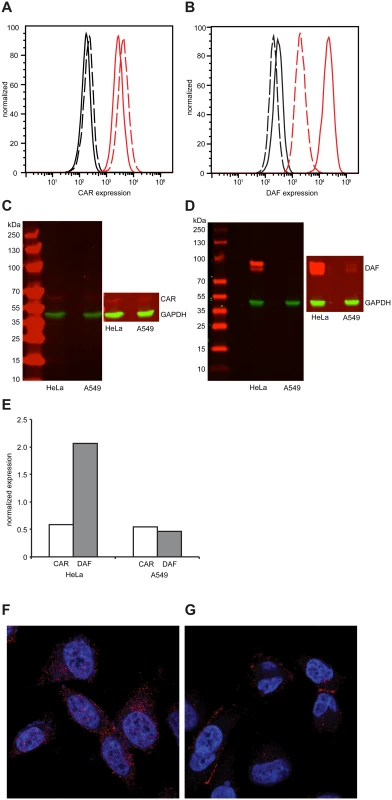 Differential expression of CAR and DAF in HeLa and A549 cells.