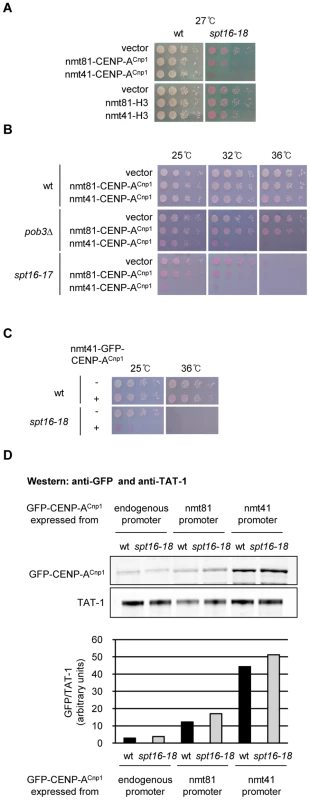 Overexpression of CENP-A<sup>Cnp1</sup> causes toxicity in FACT mutants.
