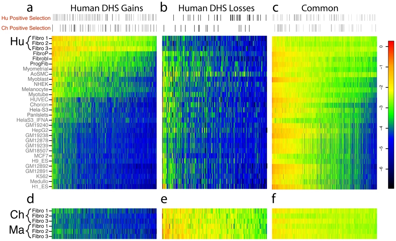 Comparison of human DHS site gains and losses to DNase-seq data from other human cell types.