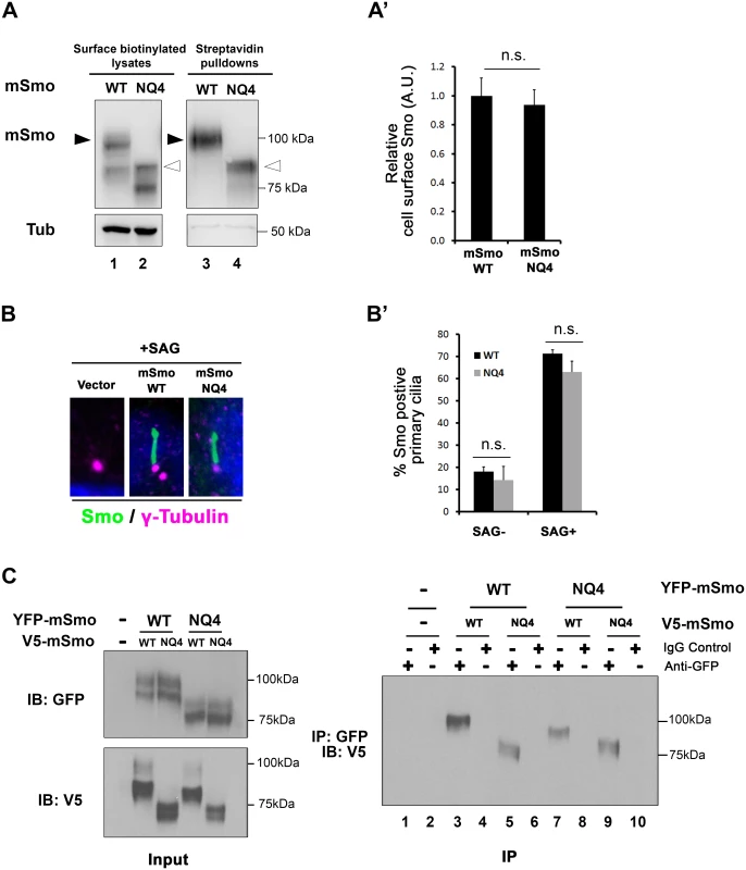 mSmo trafficking and dimerization are unaffected by N-glycan loss.