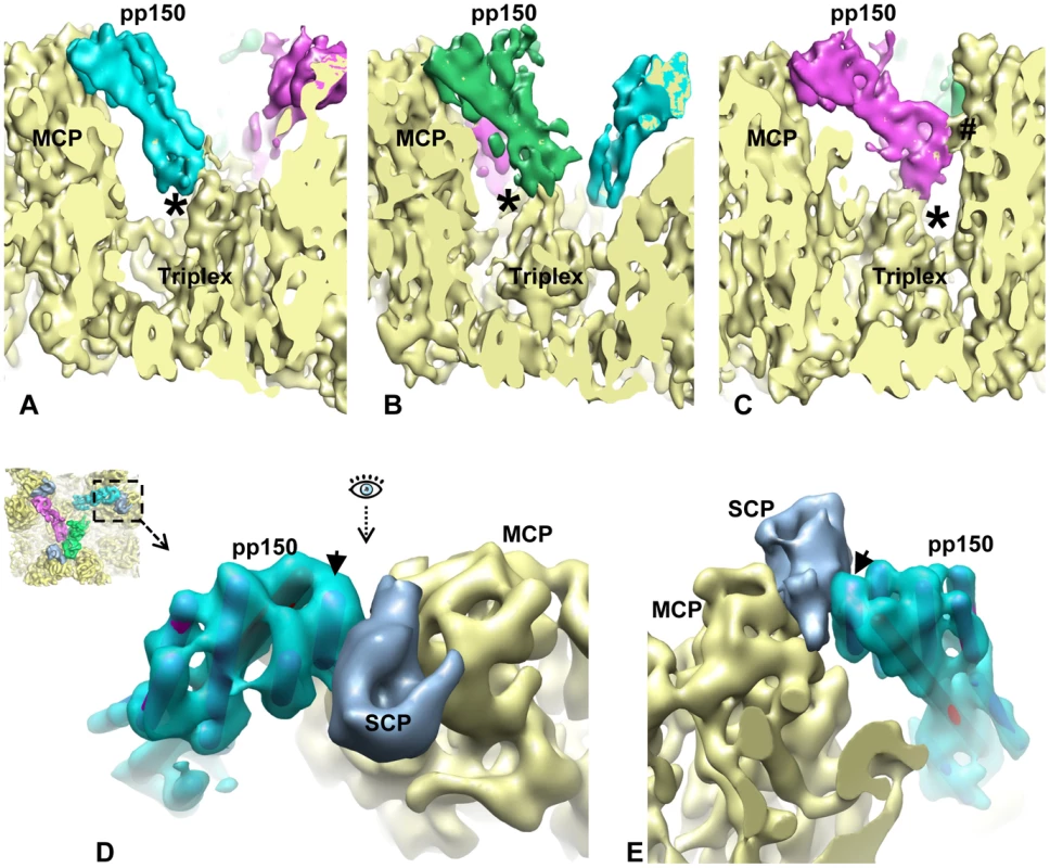 SCP mediates pp150 binding to the capsid.