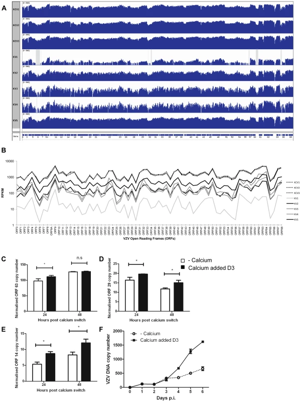 Epidermal differentiation increases VZV transcription.
