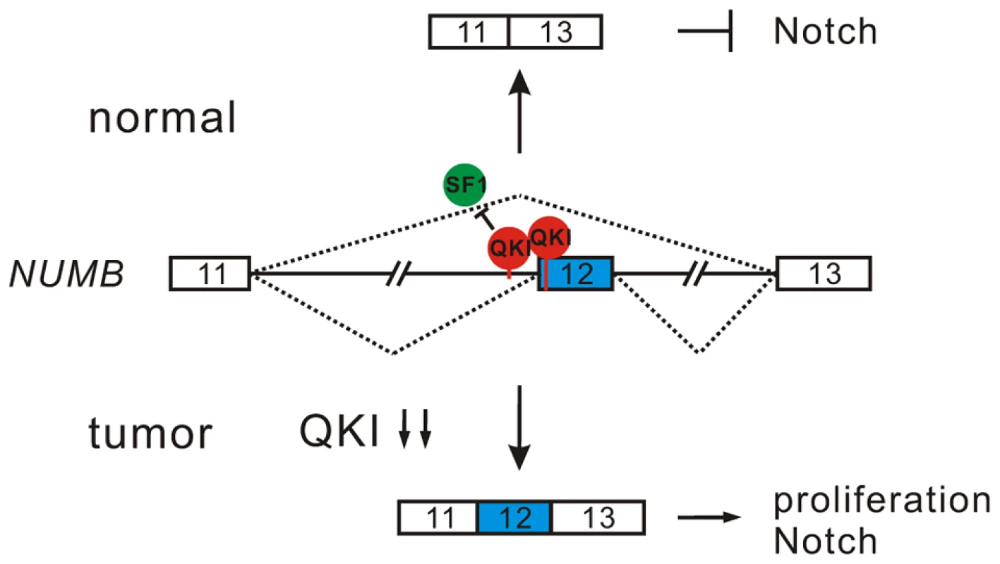 A model for QKI-mediated control of cell proliferation.