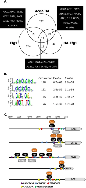 Genomic binding sites for Ace2.
