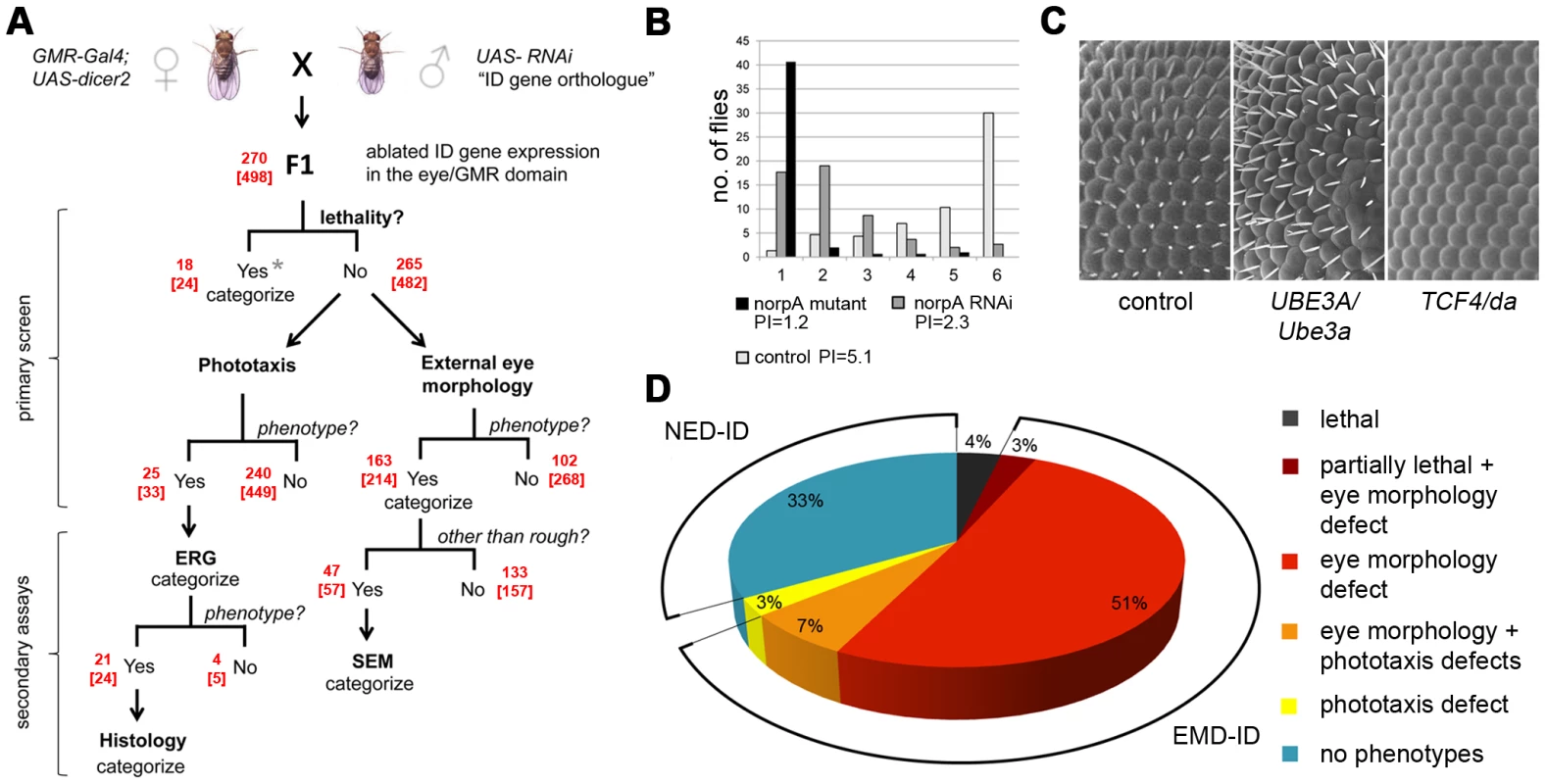 Large scale screen of Intellectual Disability genes in <i>Drosophila</i> and phenotype distribution.