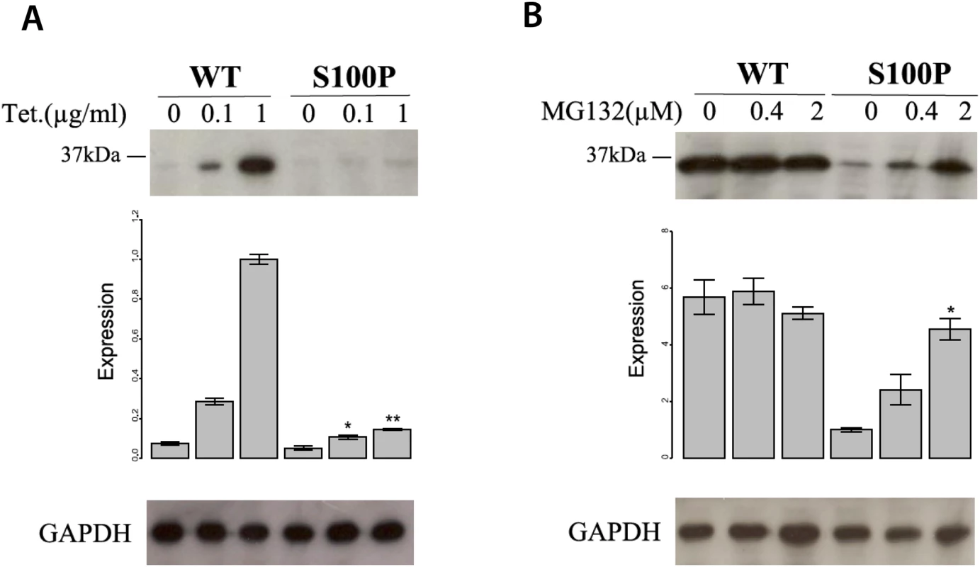 The mutation S100P reduces CA8 protein stability by means of proteasome-mediated CA8 degradation.