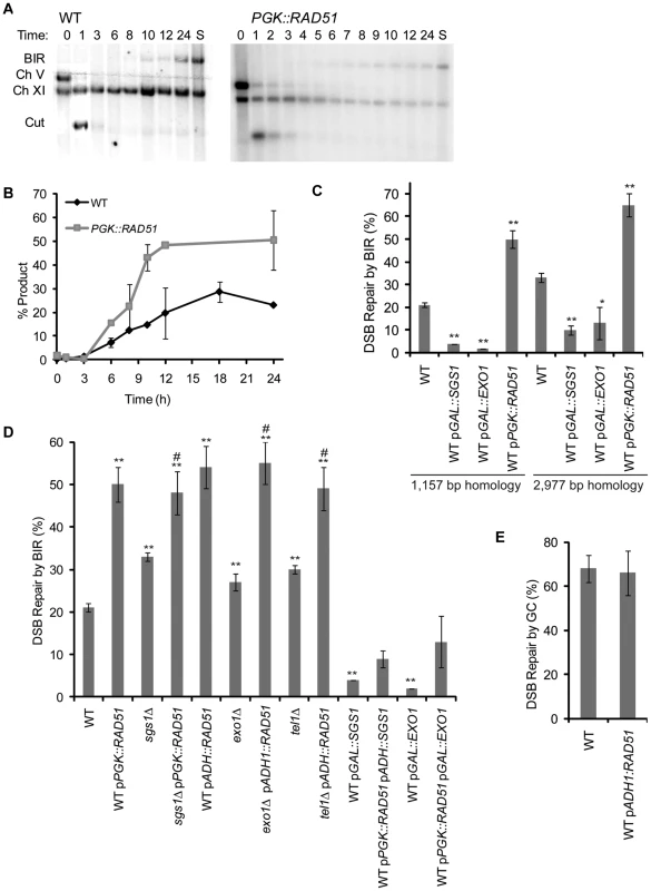 Overexpression of <i>RAD51</i> increases the kinetics and efficiency of BIR.