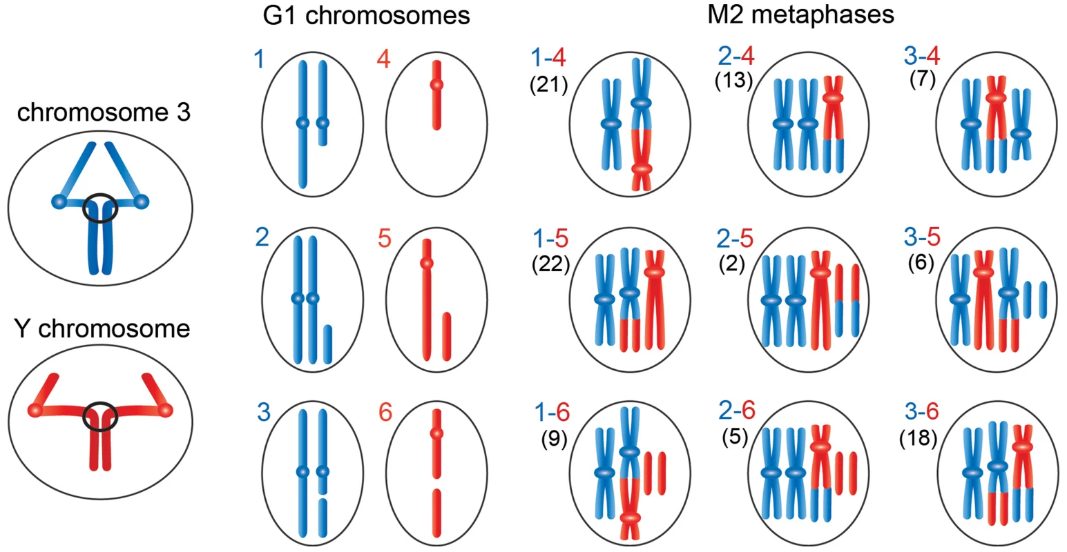 Schematic representation of the events leading to the chromosome rearrangements shown in <em class=&quot;ref&quot;>Figure 3</em>.
