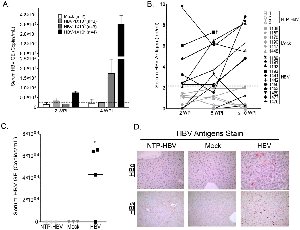 Persistent HBV infection in A2/NSG/Fas-hu HSC/Hep mice.