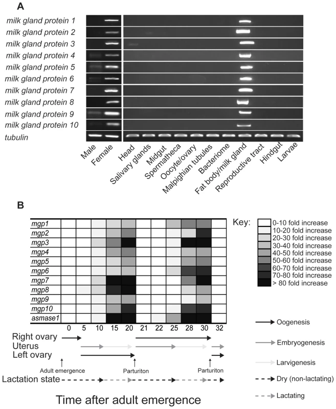 Temporal and spatial expression of milk gland protein genes.