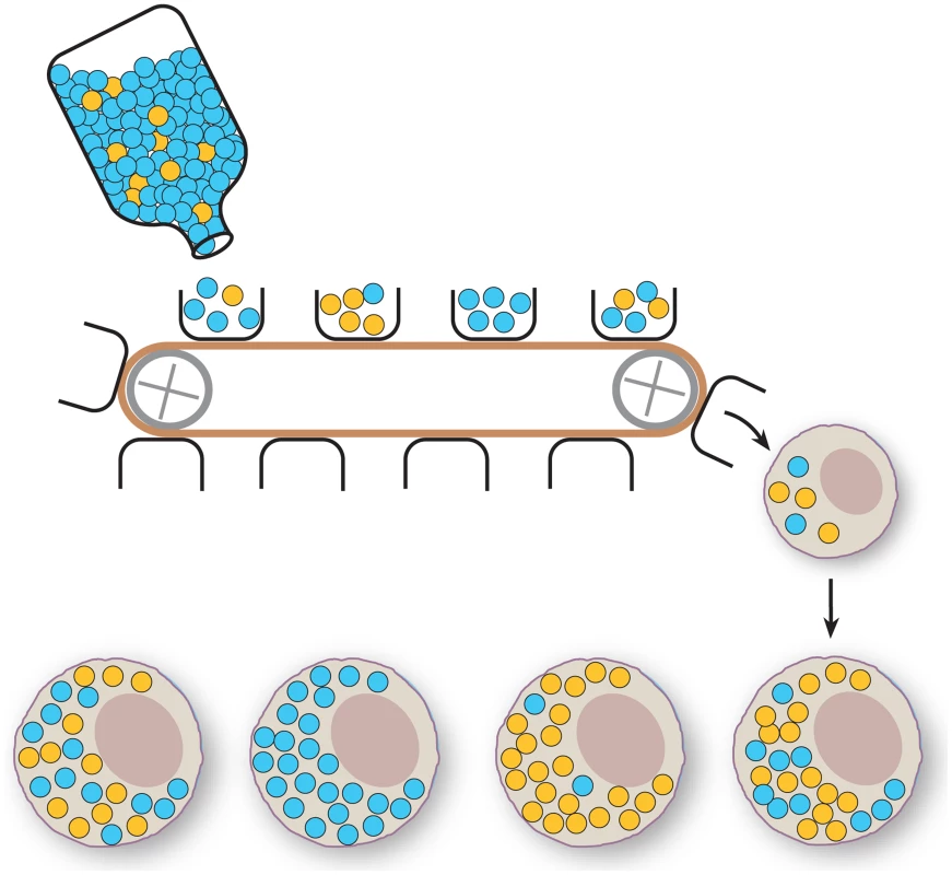 Schematic representation of the mitochondrial bottleneck.