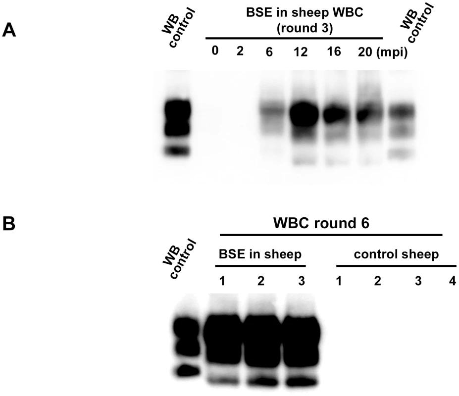 PrP<sup>res</sup> detection in PMCA reactions seeded with white blood cells (WBC) from BSE infected and healthy sheep.