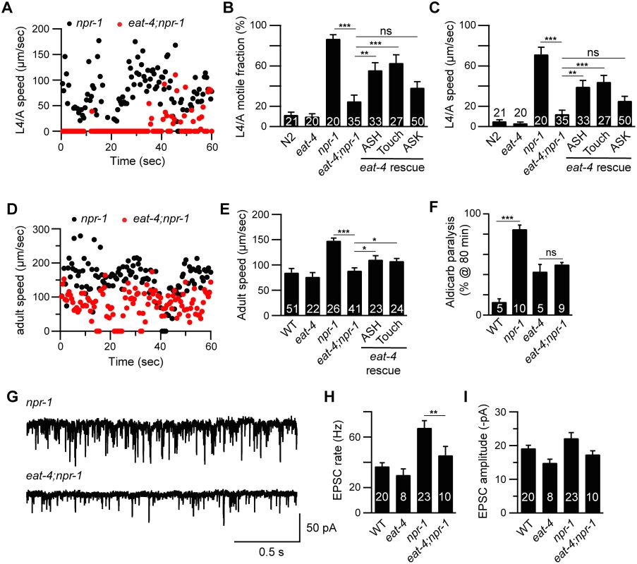 Glutamate released by sensory neurons is required for the <i>npr-1</i> locomotion and the cholinergic transmission defects.