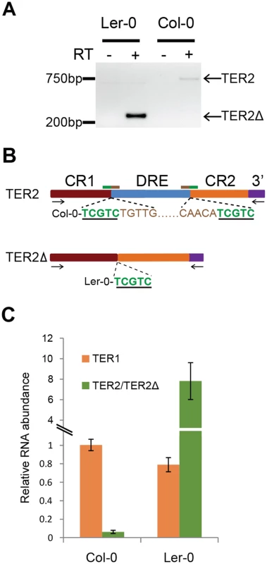 Expression of TER2Δ and association with TERT.