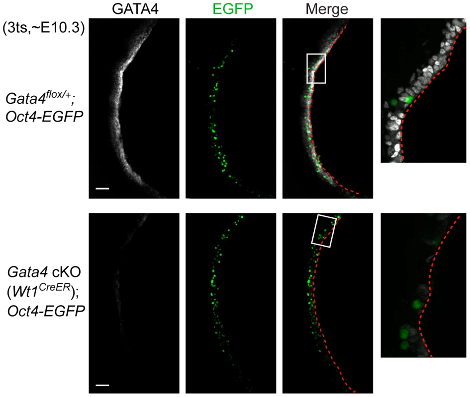 Migration of primordial germ cells is unaffected in <i>Gata4</i> cKO embryos.