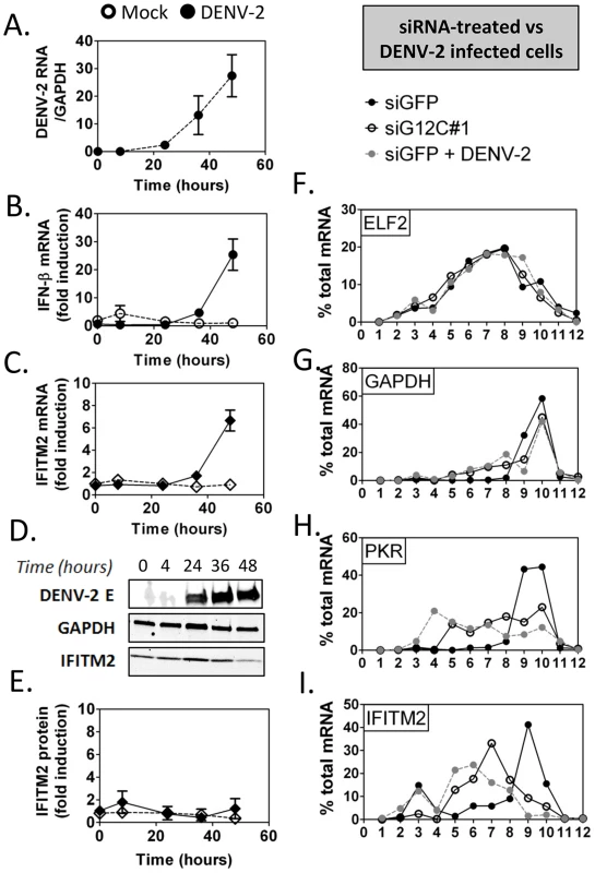 DENV-2 infection interferes with ISG protein expression.