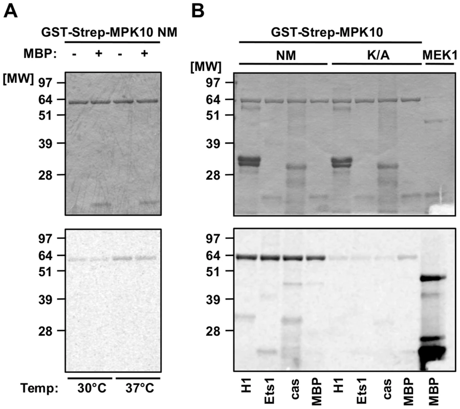 Recombinant MPK10 shows no significant substrate-specific kinase activity.