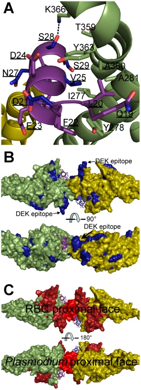 Mapping polymorphic residues and inhibitory epitopes reveals targets of selective pressure.