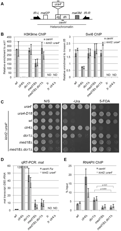 Mediator is required for transcriptional activation in heterochromatin.