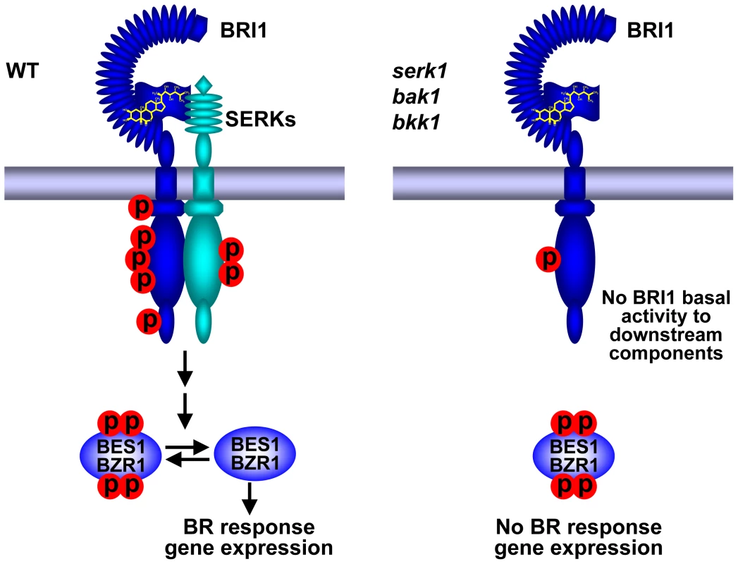 A current model showing SERKs are indispensable to BR signaling.