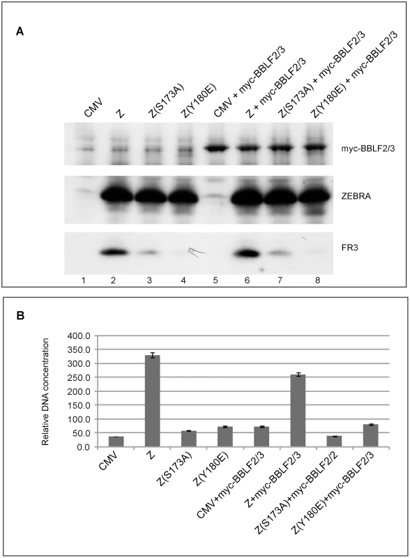 Over-expression of BBLF2/3 fails to complement the defect in ZEBRA mutants impaired in lytic viral replication and late gene expression.