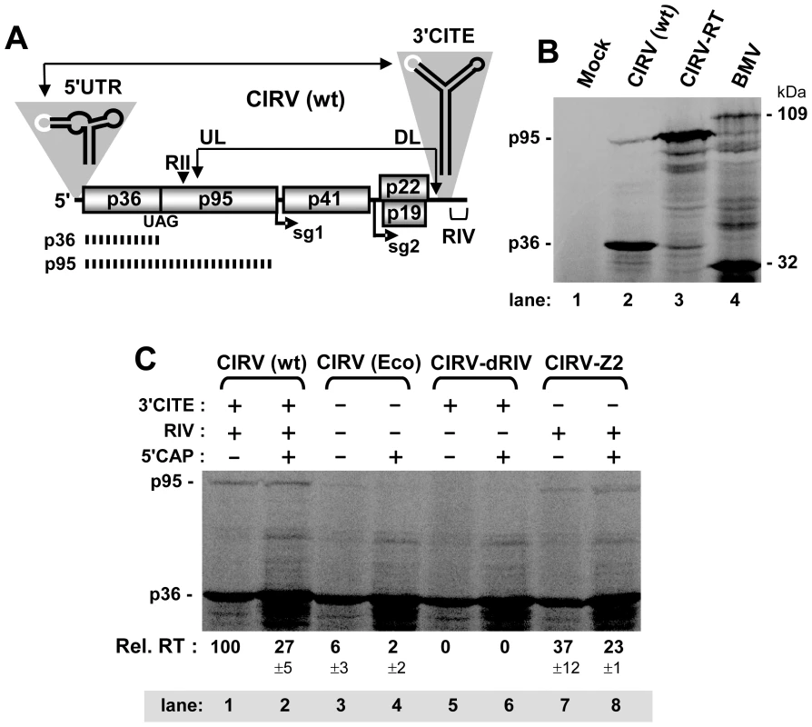 In vitro translation of the CIRV genome assessing the role of the 3'UTR in RT.