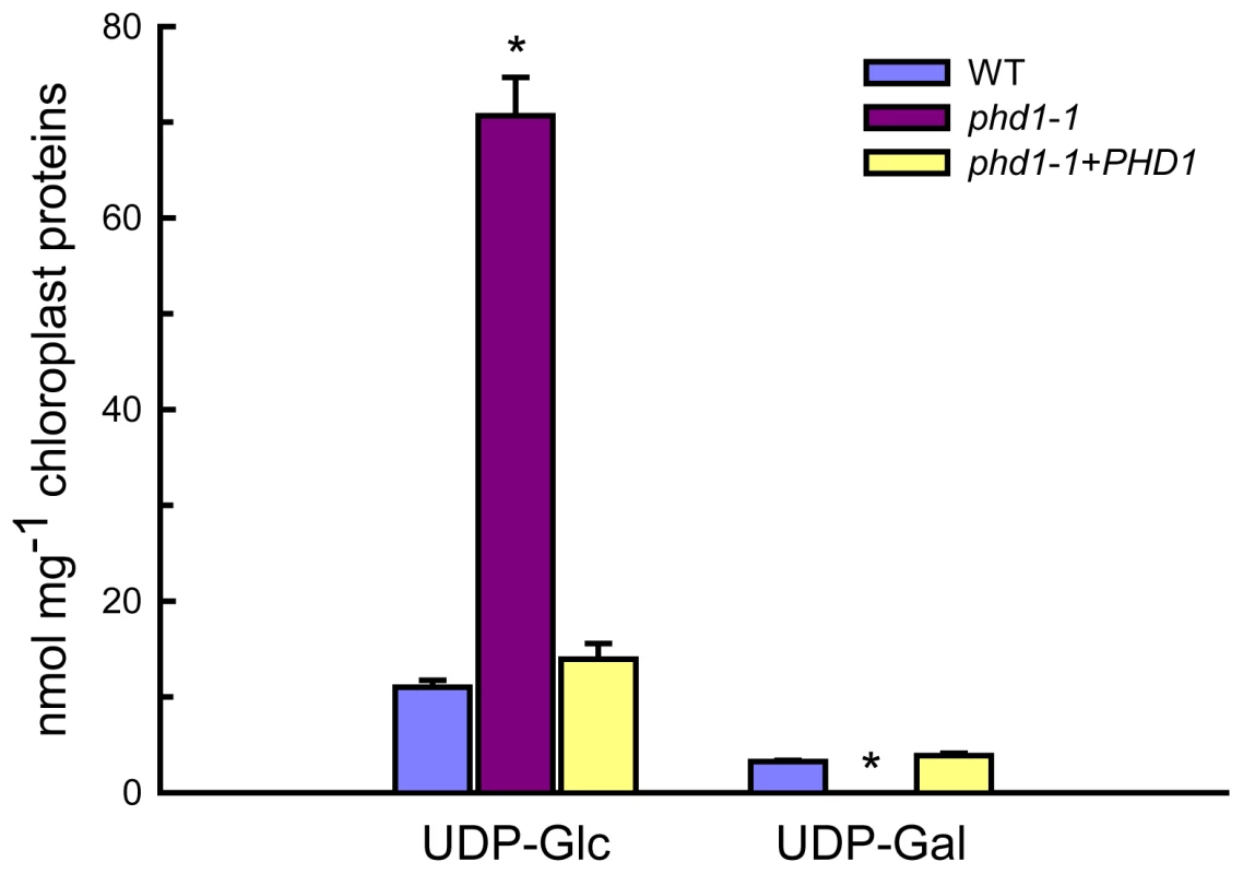 UDP-Glc and UDP-Gal levels in isolated chloroplasts from wild type, <i>phd1</i>-<i>1</i>, and <i>PHD1</i>-complemented transgenic lines.