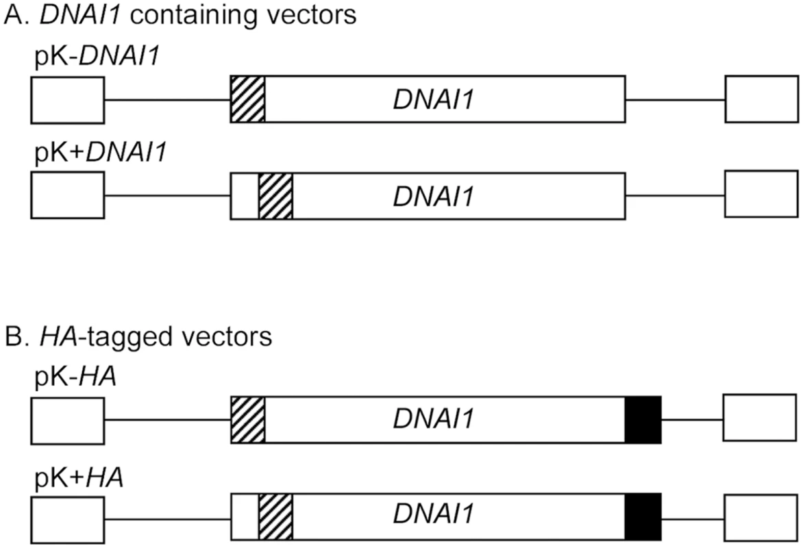 Lentiviral vectors containing <i>DNAI1</i> cDNA sequence with or without <i>HA</i> tag.