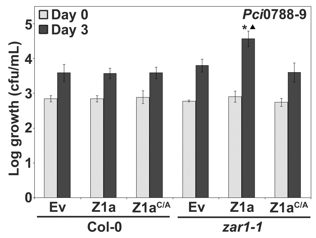HopZ1a has a virulence function in <i>zar1-1 Arabidopsis</i> plants.